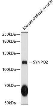 SYNPO2 antibody