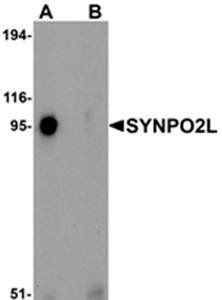 SYNPO2L Antibody