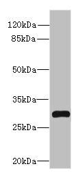 SYNPR antibody