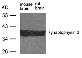 Synpr antibody