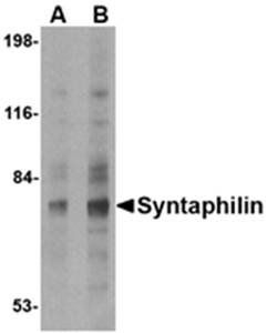 Syntaphilin Antibody