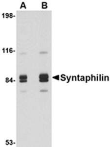 Syntaphilin Antibody