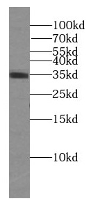 Syntaxin 11 antibody