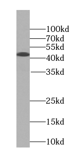 Syntaxin 16 antibody