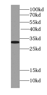 Syntaxin 17 antibody