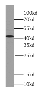 Syntaxin 18 antibody