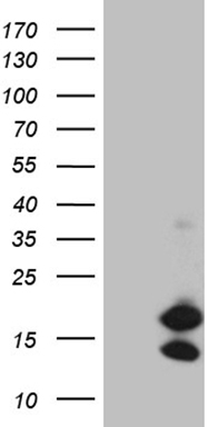 Syntaxin 18 (STX18) antibody