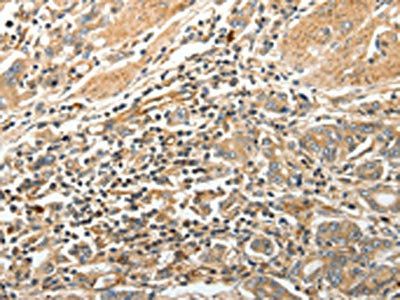 STX1A Antibody