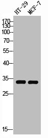 STX1A Antibody