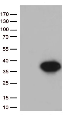 Syntaxin 1a (STX1A) antibody