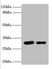 Syntaxin-6 antibody