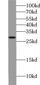 Syntaxin 6 antibody
