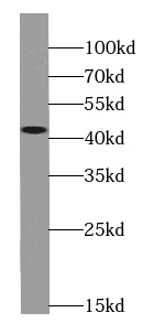 Syntaxin 7 antibody