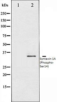 Syntaxin 1A (Phospho-Ser14) antibody