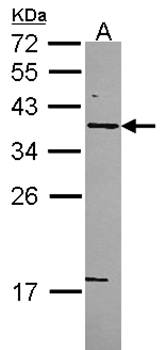 Syntaxin 5 antibody