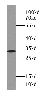 Syntenin-1 antibody
