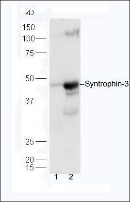 Syntrophin-3 antibody