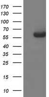 Syntrophin alpha 1 (SNTA1) antibody