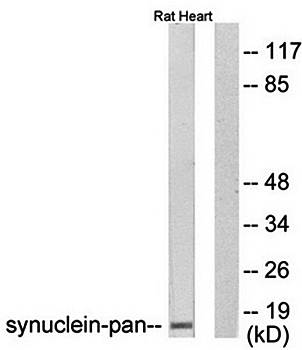 Synuclein-pan antibody