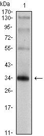 SYP Antibody