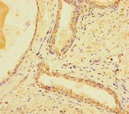 SYT10 antibody