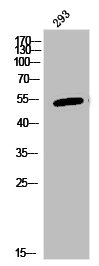 SYT10 antibody