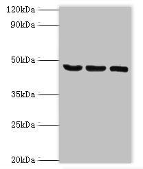 SYT11 antibody