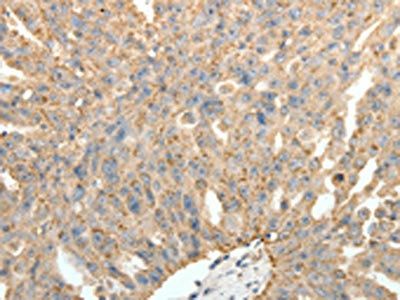 SYT11 Antibody