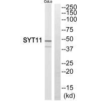 SYT11 antibody