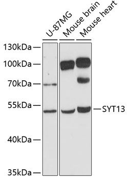 SYT13 antibody