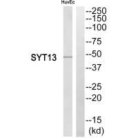 SYT13 antibody