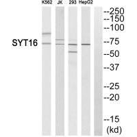 SYT16 antibody