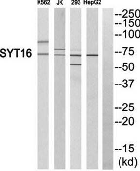 SYT16 antibody