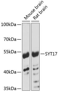 SYT17 antibody