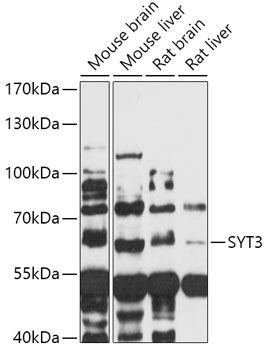 SYT3 antibody