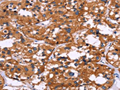 SYT4 Antibody