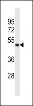 SYT5 antibody