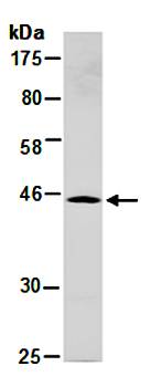 SYT5 (N1) Antibody, Rabbit Polyclonal