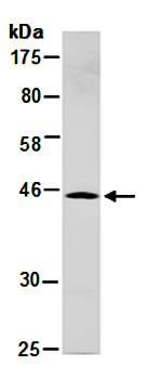 SYT5 antibody