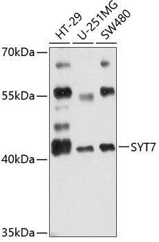 SYT7 antibody
