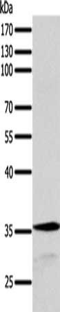 SYT9 Antibody