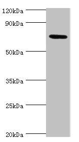 SYTL4 antibody