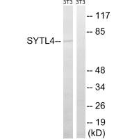 SYTL4 antibody