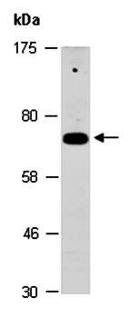 SYVN1 (M) Antibody, Rabbit Polyclonal