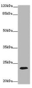CD3E Antibody