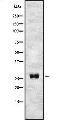 T106C antibody