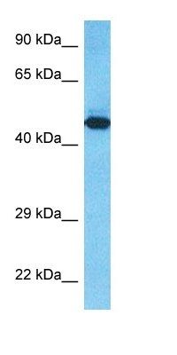T23O antibody