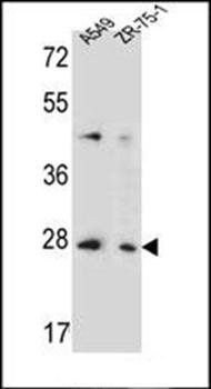 T4S4 antibody
