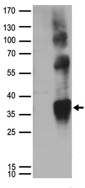 CD63 Antibody