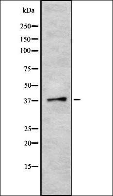 TAAR6 antibody